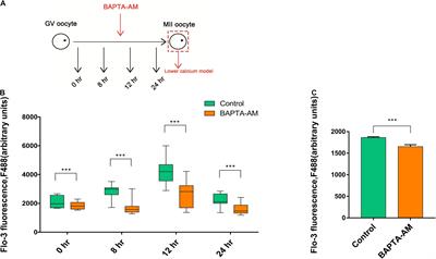 The Role of Ca2 + in Maturation and Reprogramming of Bovine Oocytes: A System Study of Low-Calcium Model